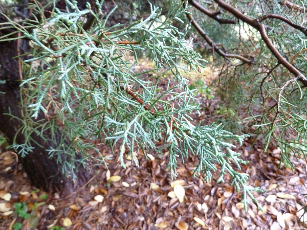 Cupressus arizonica var. glabra 'Silver Smoke'