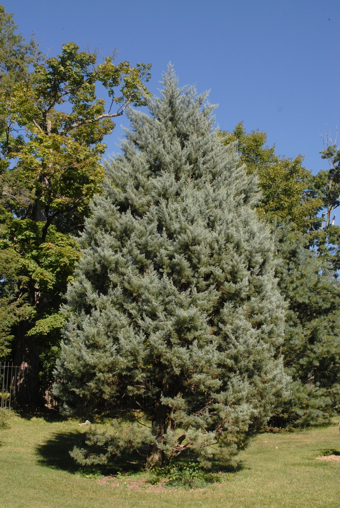 Hesperocyparis glabra