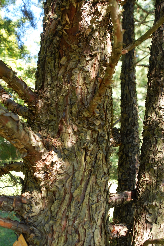 Hesperocyparis glabra