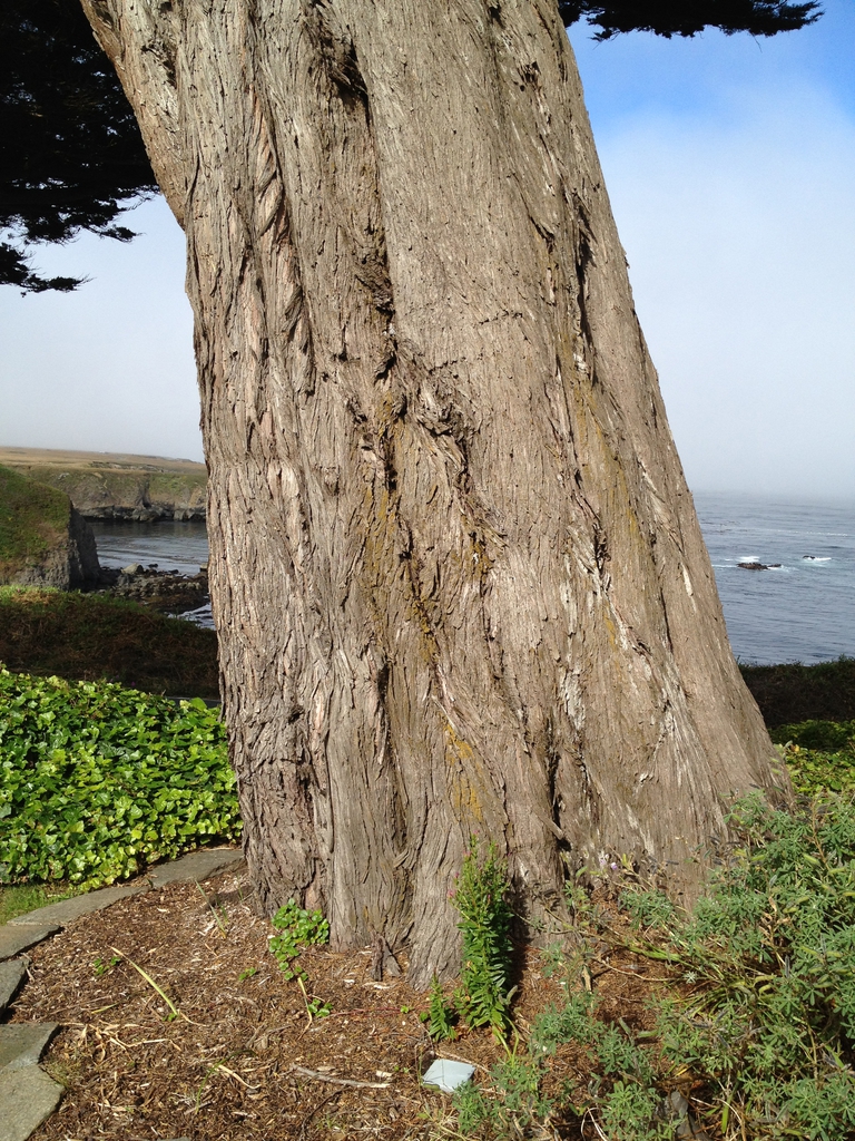 Brown fibrous bark on a furrowed & fluted trunk.