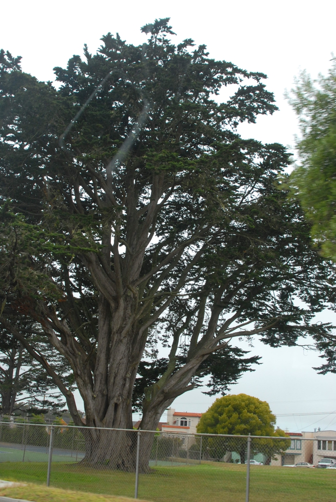 Mature tree with many spreading branches & open crown.