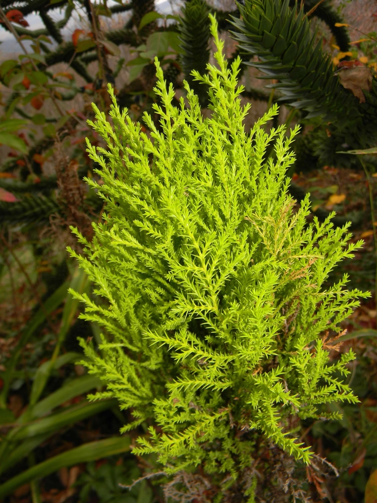 Small conifer with chartreuse needle foliage.