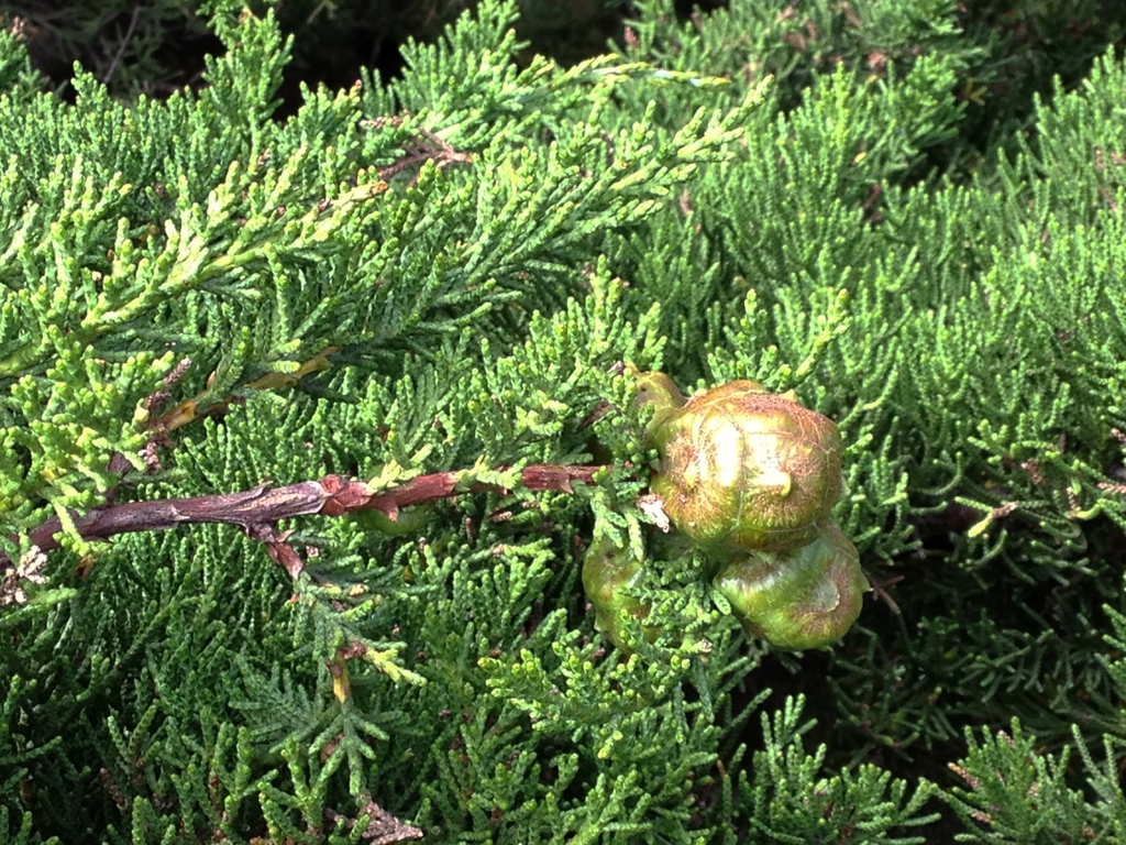 Branches with scale leaves and several roundish closed cones.