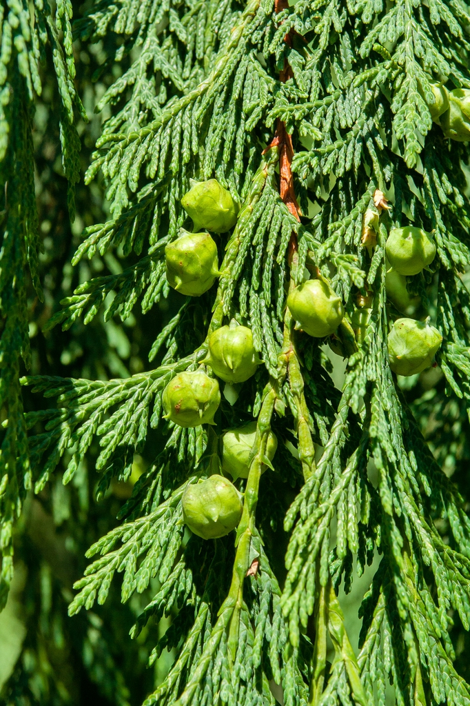 Developing cones