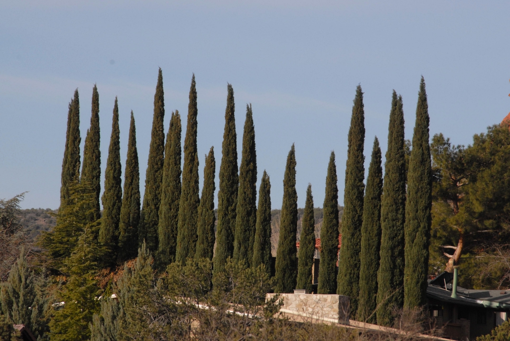 Cupressus sempervirens