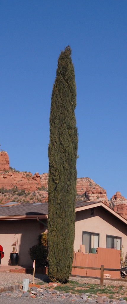 Cupressus sempervirens