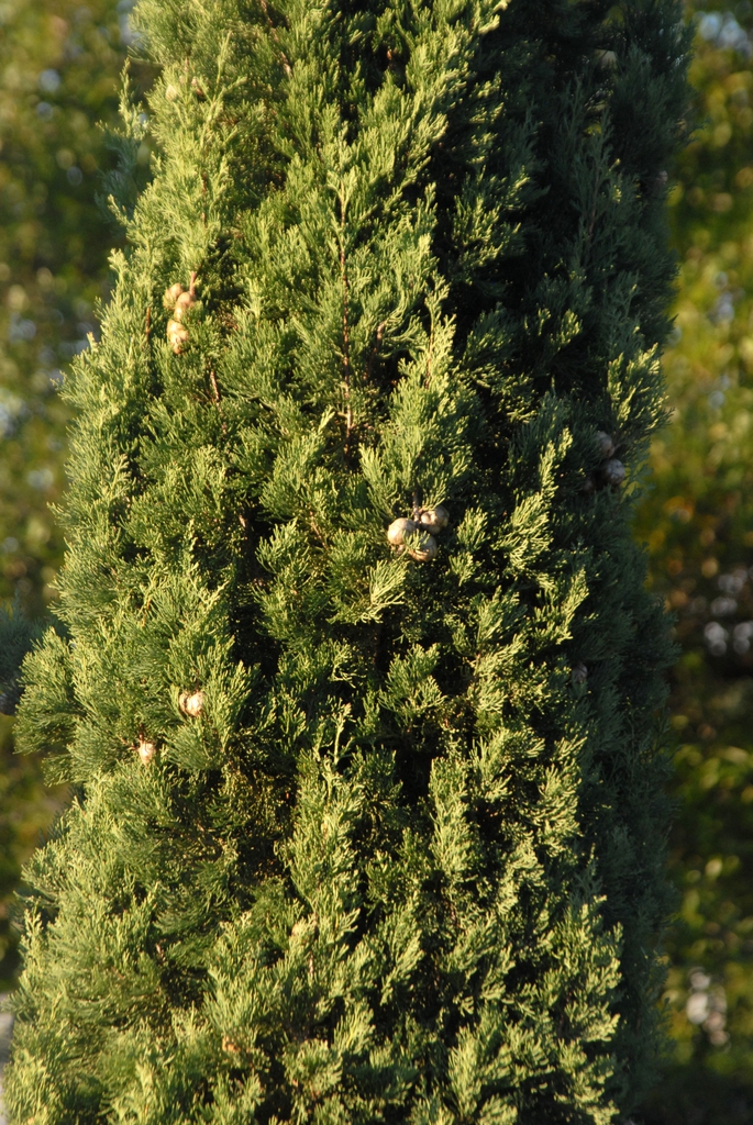 Cupressus sempervirens