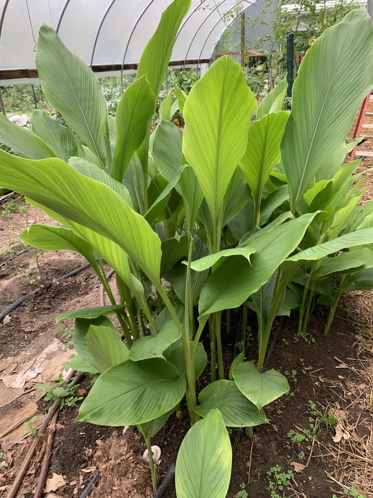 C. longa- Red turmeric