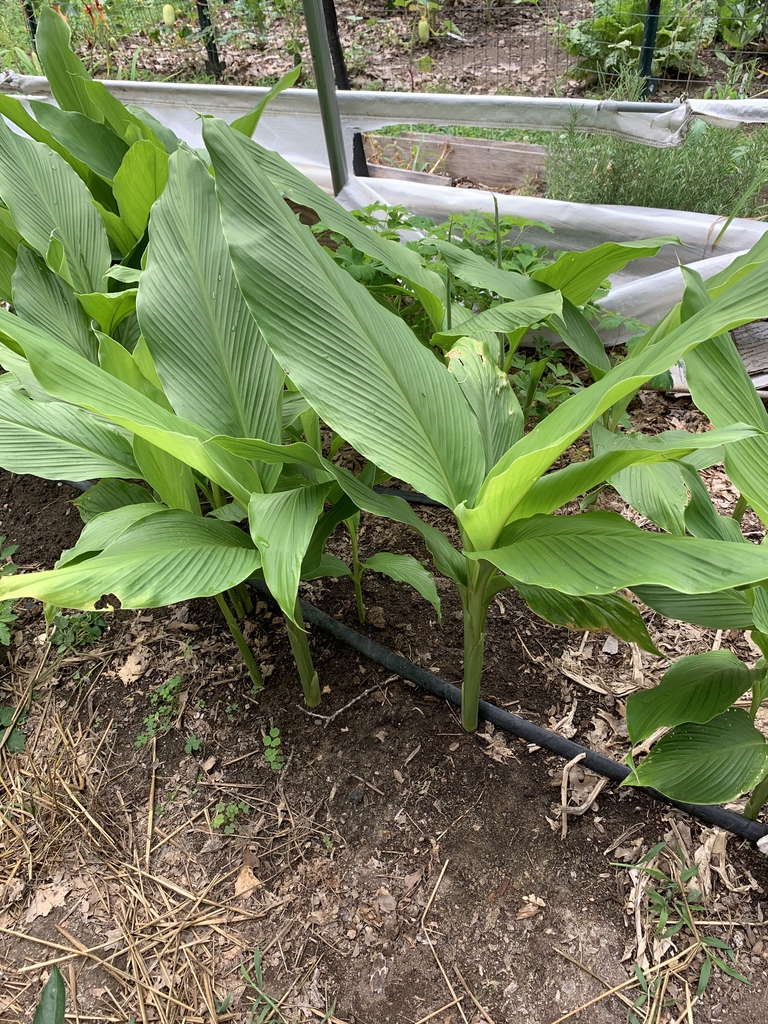 C. longa- White Mango turmeric