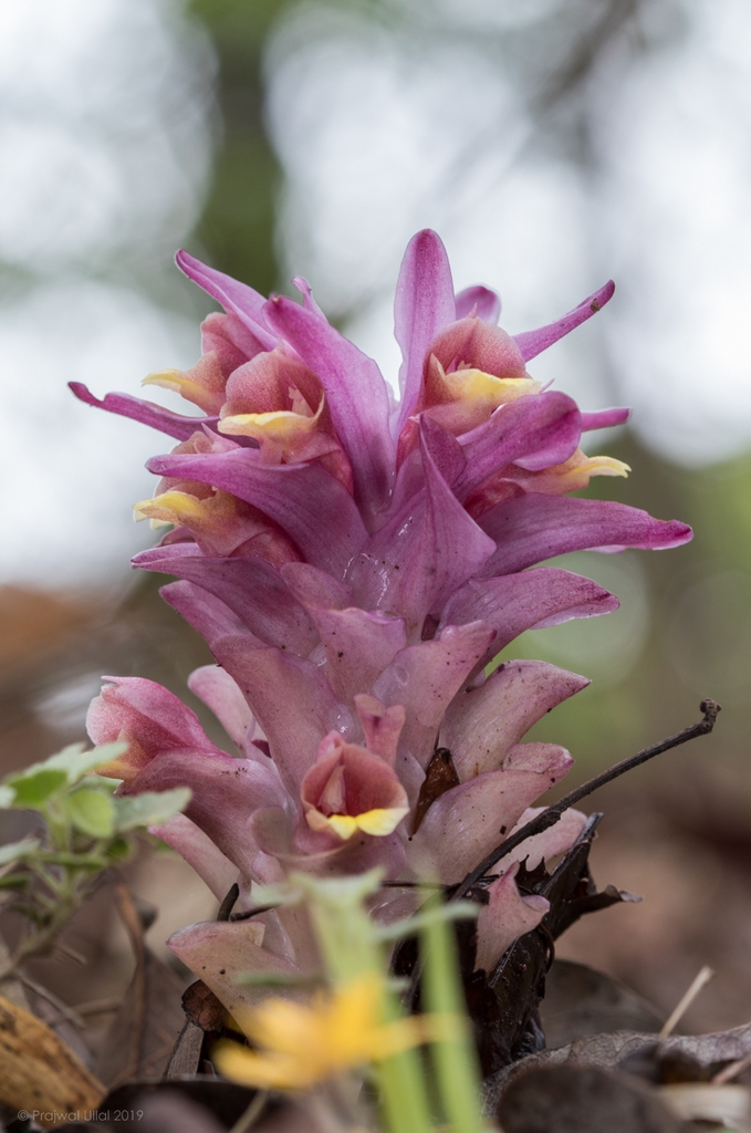 Flowers of C. aromatica