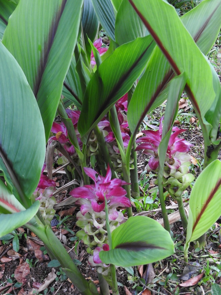 C. aromatica plant in bloom (Wild turmeric)