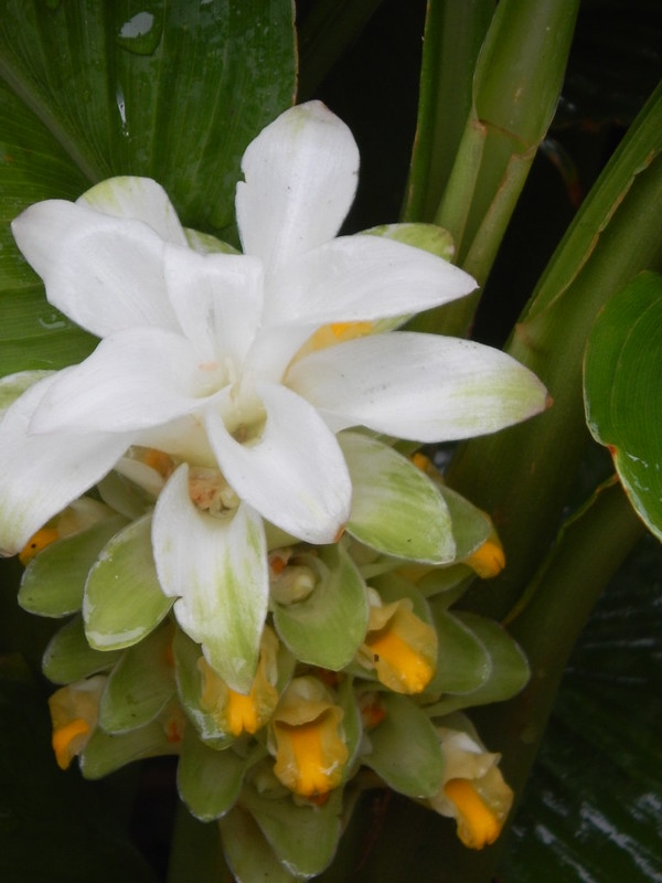 Erect unbranched stalk with white bracts & yellow flowers.