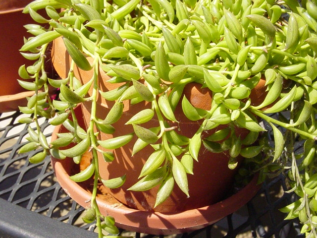 Potted plant with succulent. Leaves like little green bananas.