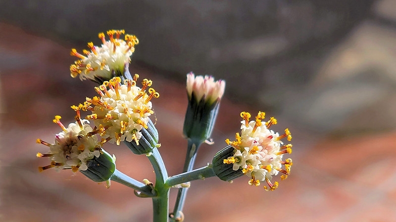 Close-up of heads of flowers with orange protruding stigmas.