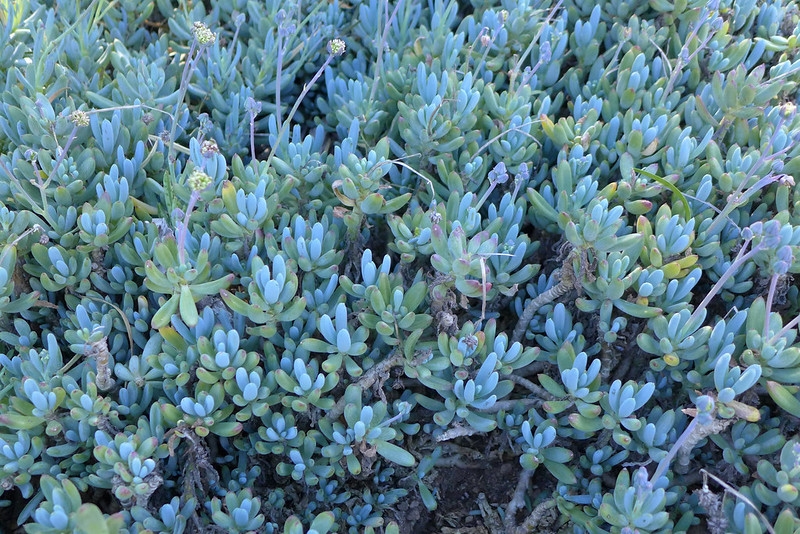Low-growing mat of chalky blue succulent foliage.