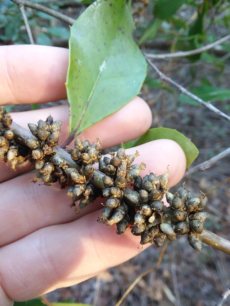 Fruit