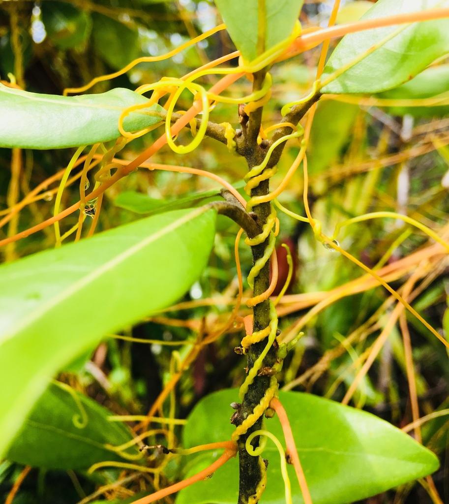 stems