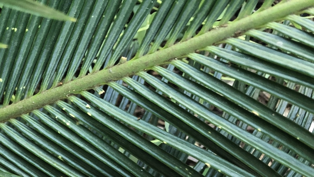 Midrib- June - Wake Co., NC