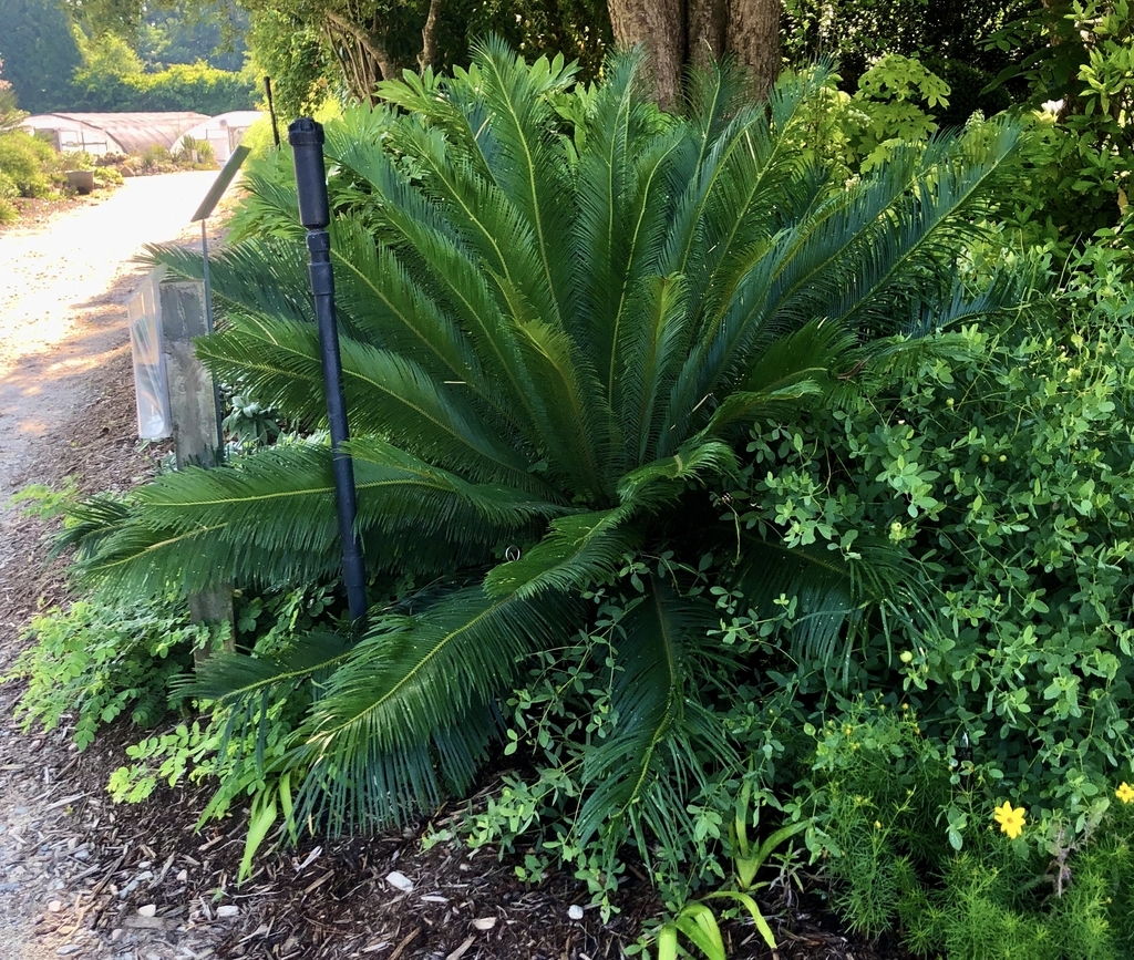 Form - June - Wake Co., NC