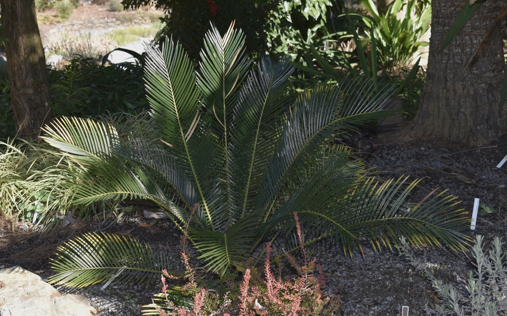 Form with flat leaves and prominent midrib