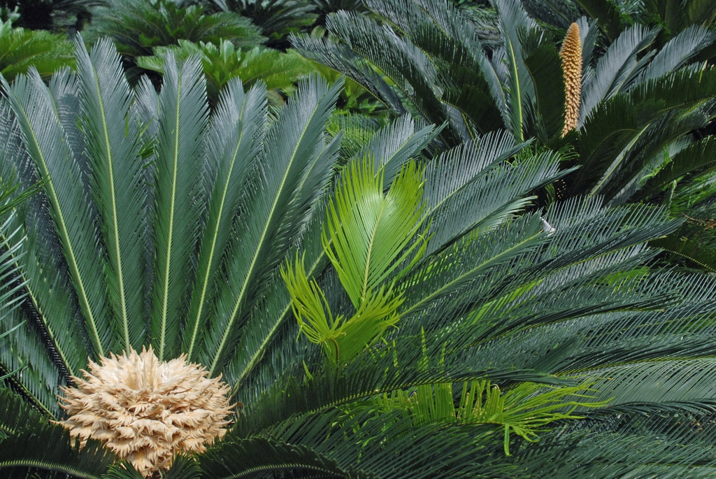 Cycas revoluta