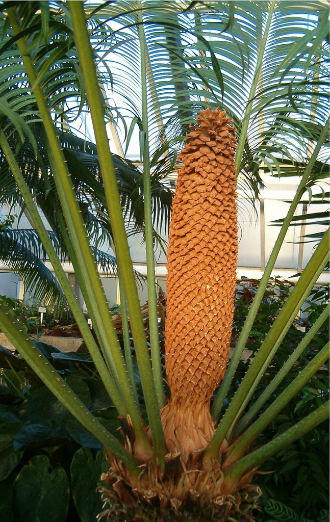 Male cone of C. rumphii
