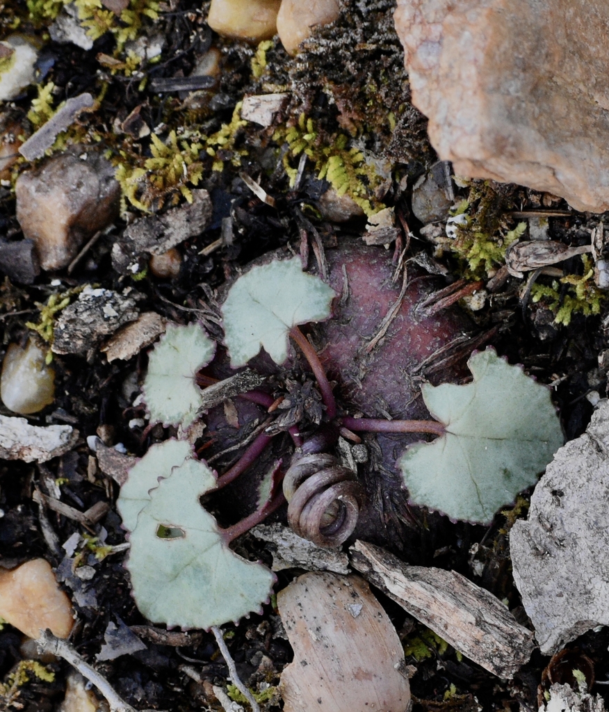 The tuber is the swollen storage organ