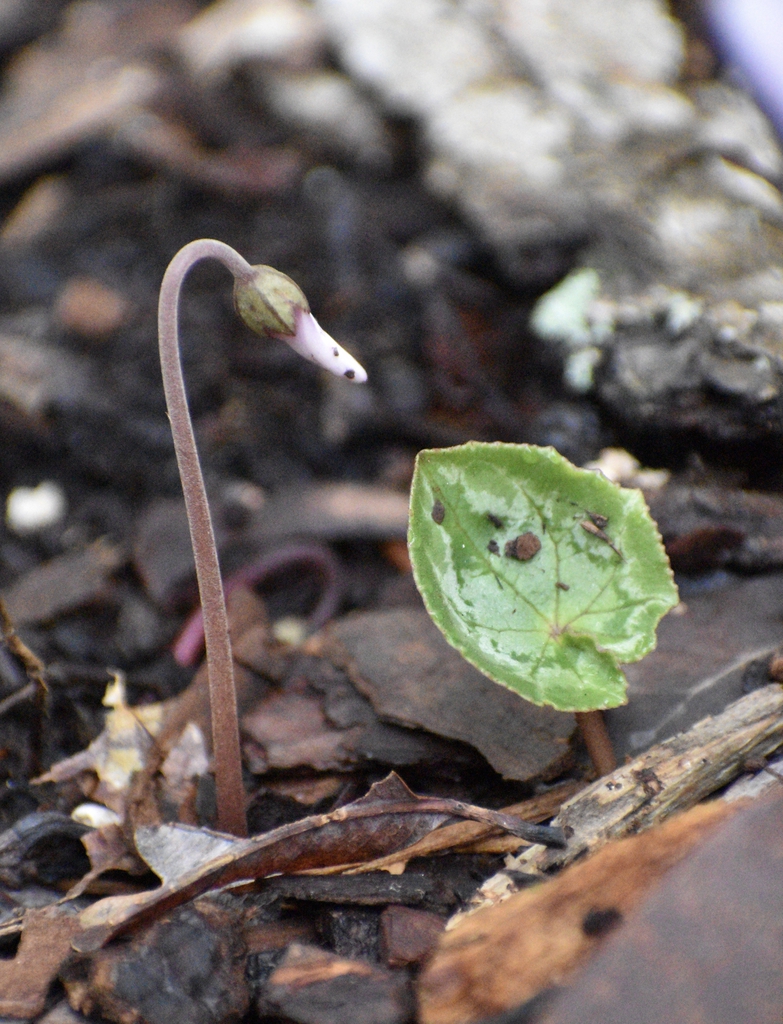 Cyclamen hederifolium