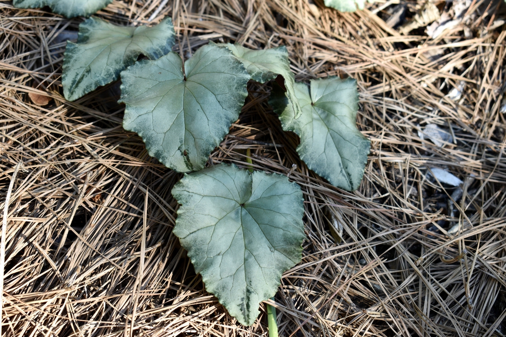 Leaves