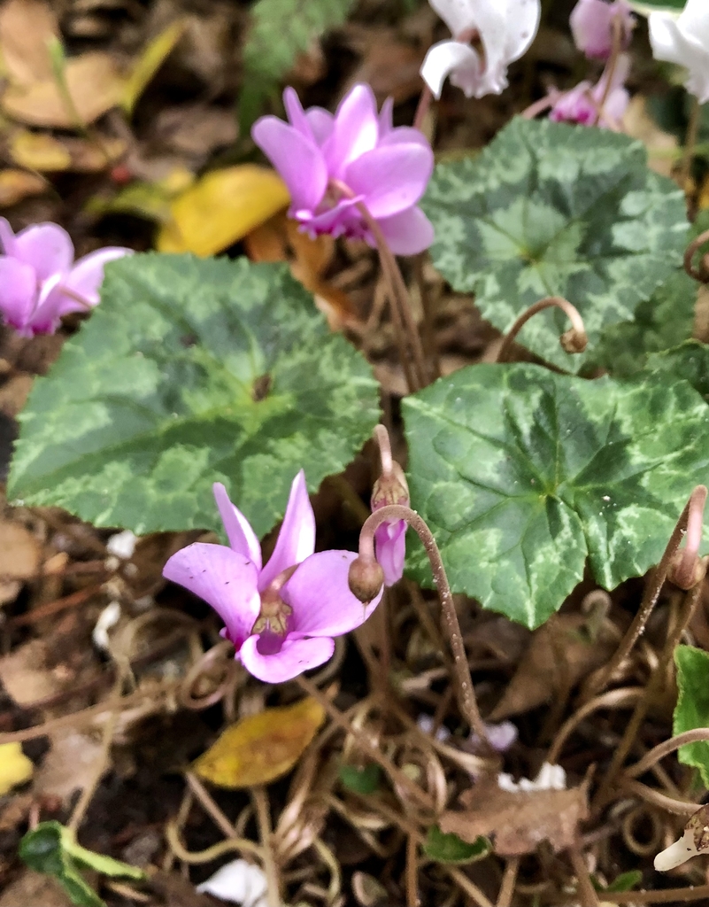 Leaves, Flower & Buds - Nov. 3 - Wake Co., NC