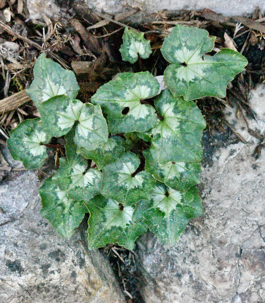 Form - March - Wake Co., NC
