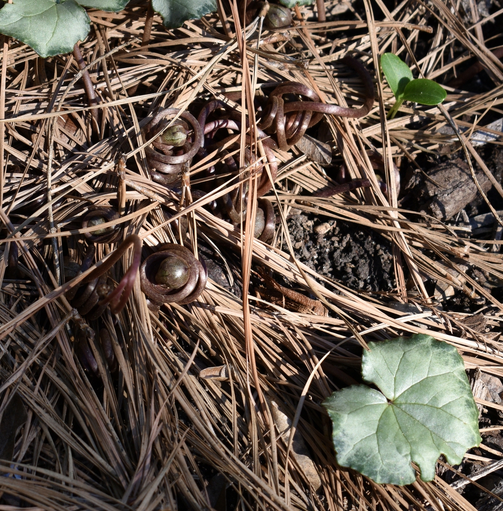 Pedicel w/seed pods - Wake Co., NC