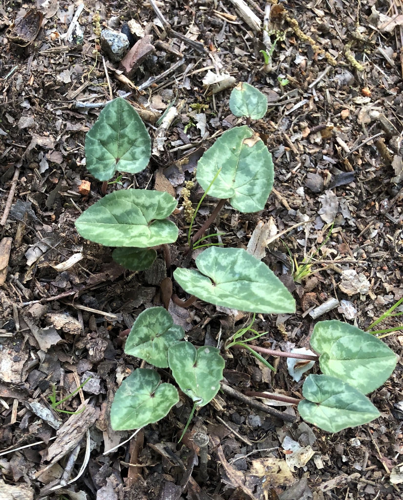 Cyclamen hederifolium