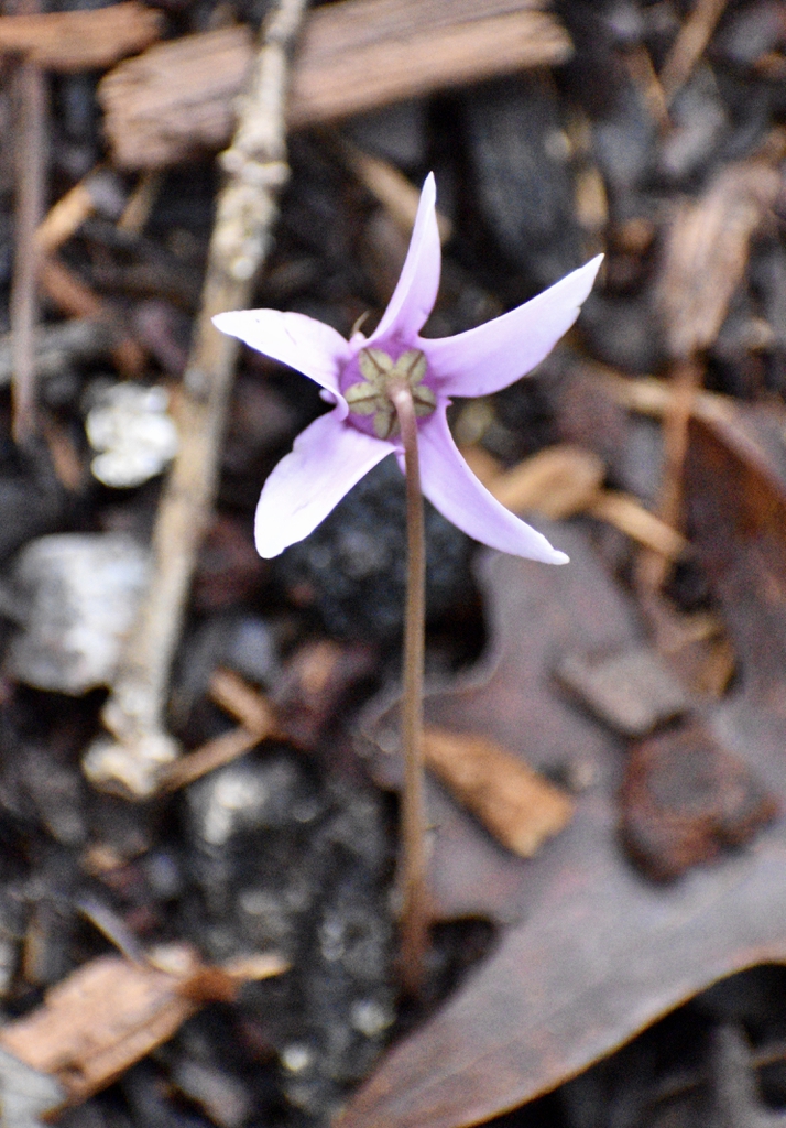 Cyclamen hederifolium