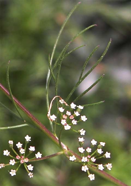 Cyclospermum leptophyllum