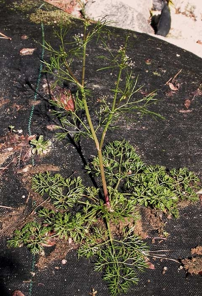 Cyclospermum leptophyllum