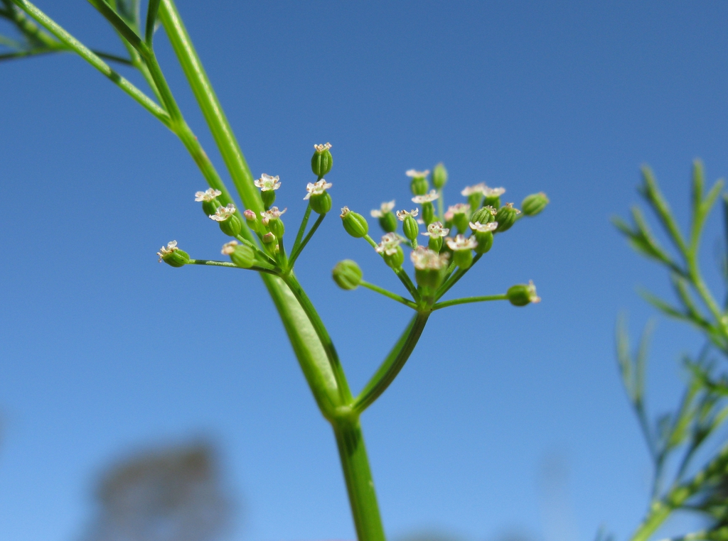 Cyclospermum leptophyllum flowerhead