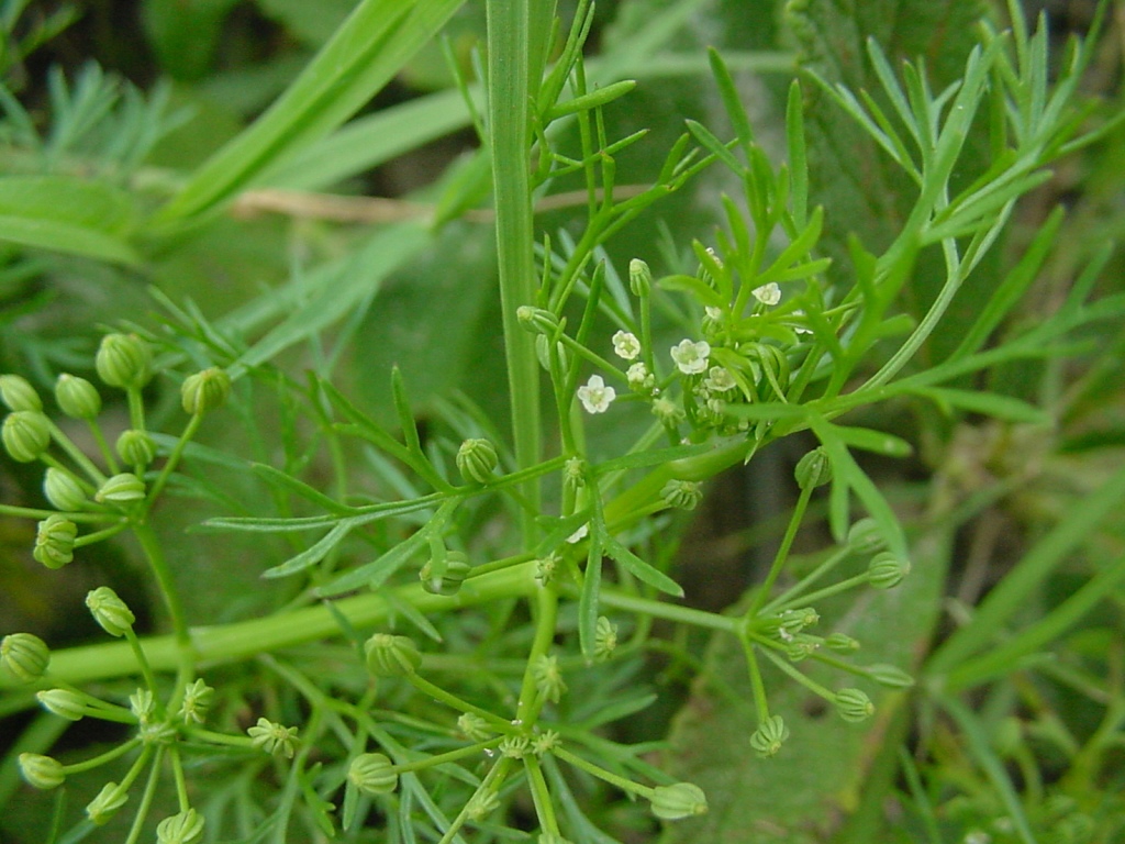 Cyclospermum leptophyllum
