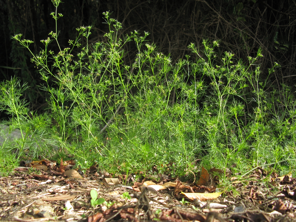 Cyclospermum leptophyllum habit