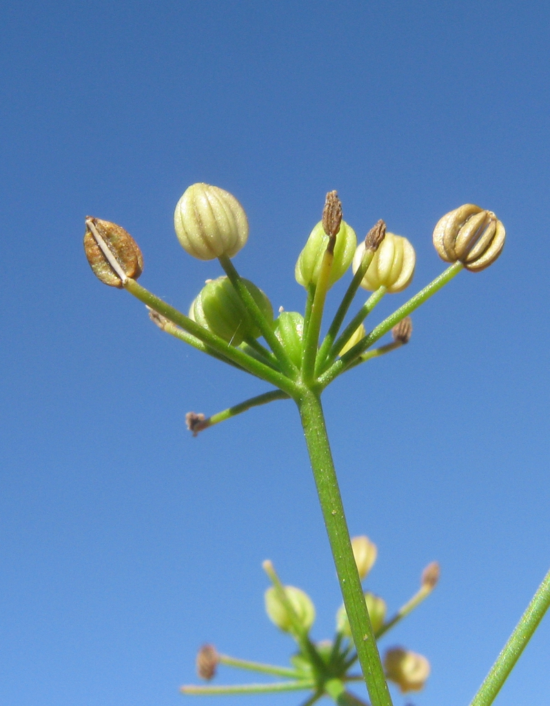 Cyclospermum leptophyllum fruit