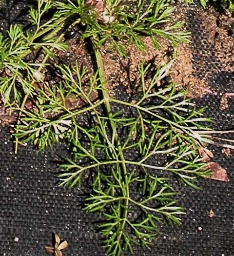 Cyclospermum leptophyllum