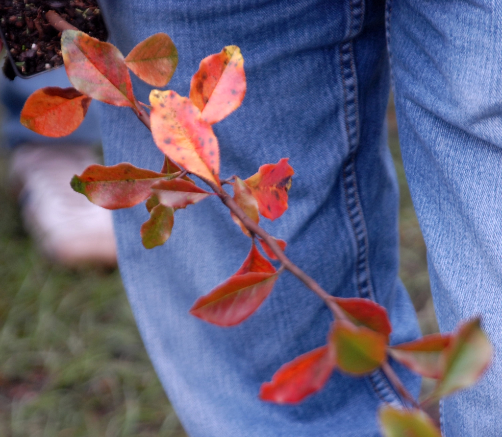Fall Leaf