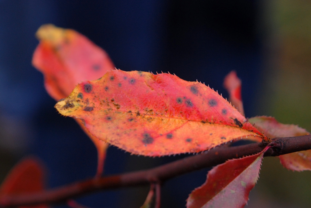 Fall Leaf Color