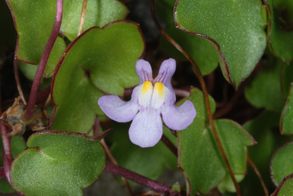 Front view of flower (Port Deposit, MD)-Mid Summer