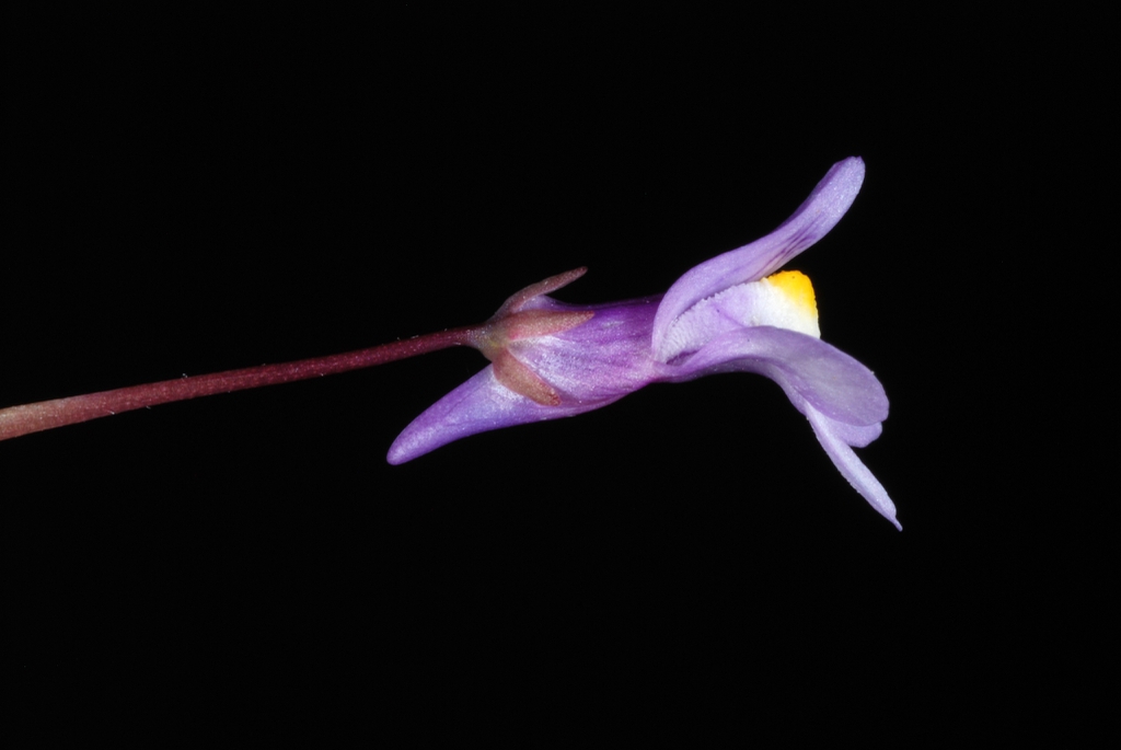 Side view of flower (Port Deposit, MD)-Mid Summer