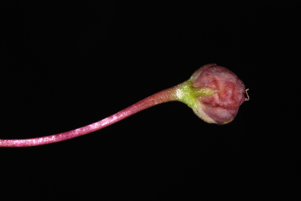 Seed capsule side view (Port Deposit, MD)-Mid Summer