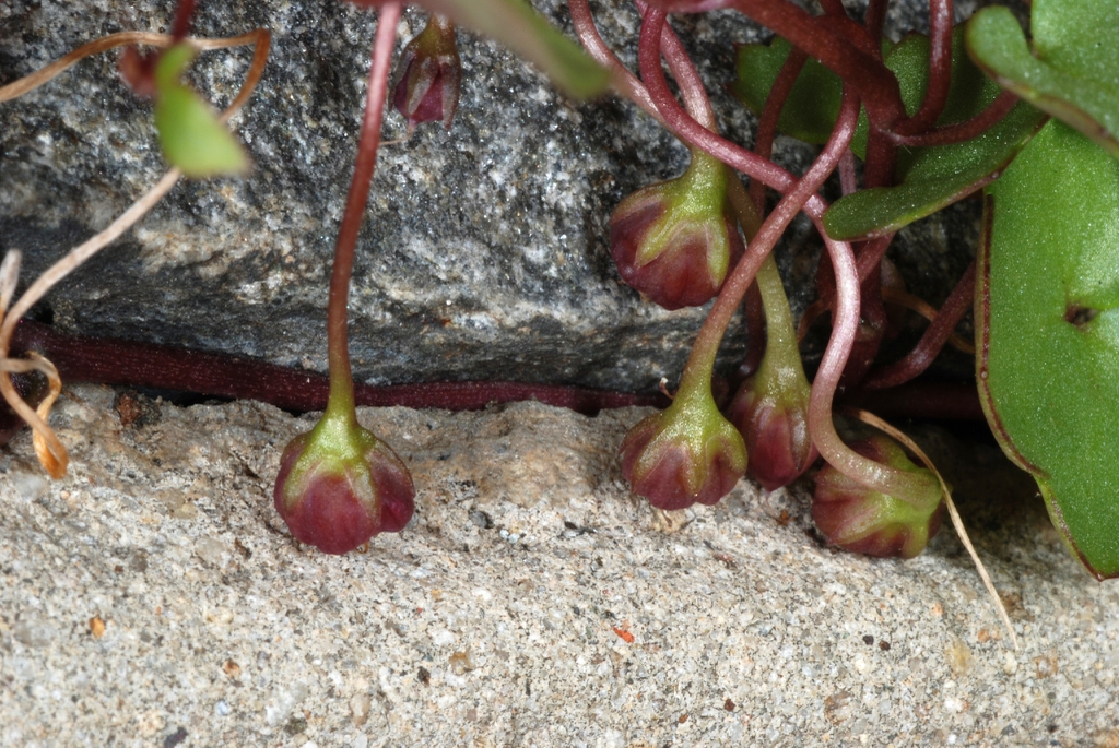 Seed capsules (Port Deposit, MD)-Mid Summer