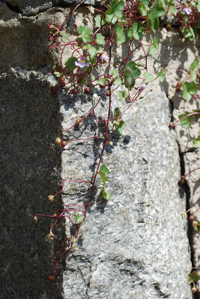Plant growing on a structure (Port Deposit, MD)-Mid Summer