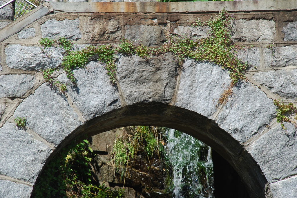 Plant growing on a structure (Port Deposit, MD)-Mid Summer