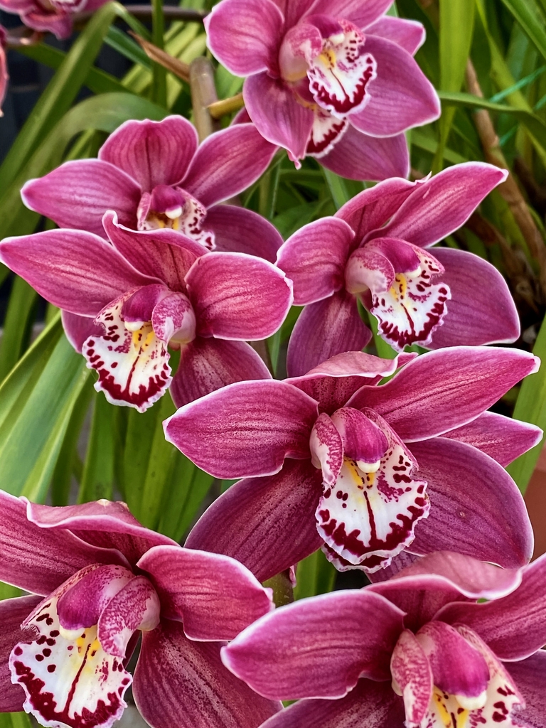 Pink flowers with spotted inner petals